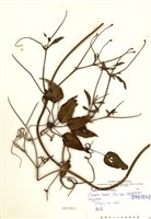 藏品(薄單葉鐵線蓮)的圖片